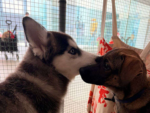 Puppy School trainer with dog at Jaya One