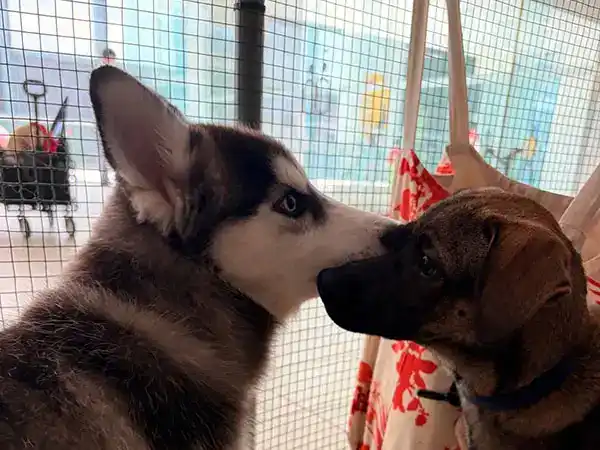 Puppy School trainer with dog at Jaya One