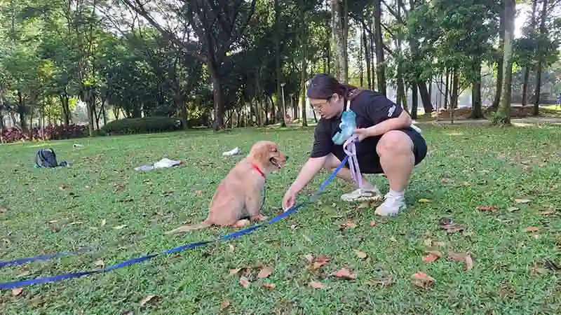 Canine Good Citizen