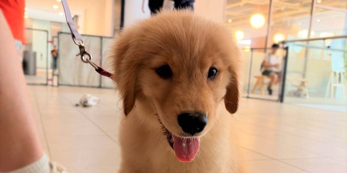 Puppy Class