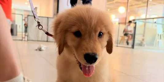 Puppy Class